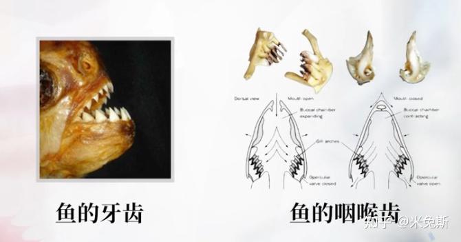 中国历史最悠久的牙齿是什么样子的呢?