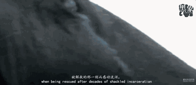 海洋馆残酷的真相