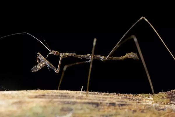 (转载)蚊猎蝽:像大蚊,像竹节虫,像螳螂,结果它是蝽