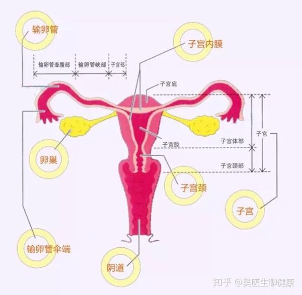 正常女性有两个卵巢,分别位于子宫的左右两侧,正常育龄女性的卵巢的