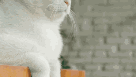 别人看《日食记》都是吃吃吃,我看《日食记》全是买买