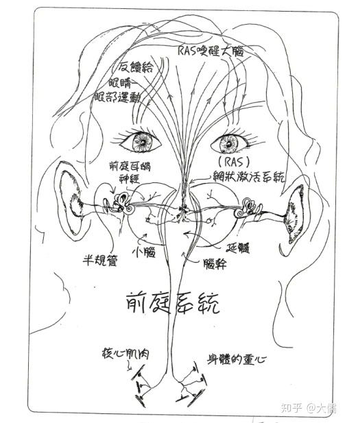 图3前庭系统(重力觉器官)