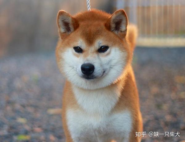 柴犬如今的火爆程度可见一斑,铲屎官们是否想要把可爱的小家伙接