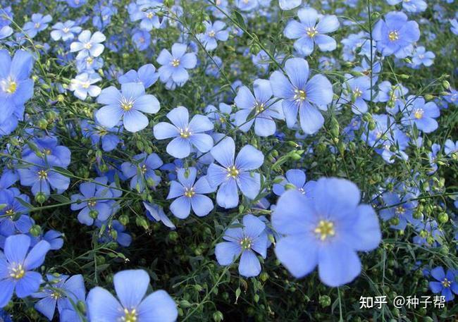 蓝花亚麻多年生花卉蓝色小花娇小玲珑种植简单观赏价值高