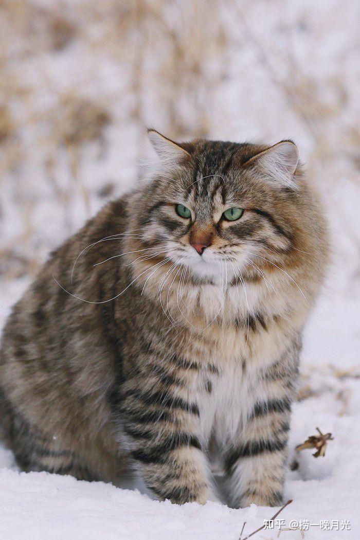 西伯利亚猫俄罗斯冰天雪地里勇猛的猎手却对猫过敏者过分友好