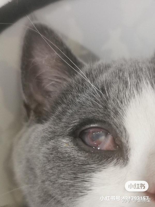 急求各位支招,猫咪眼睛疾病