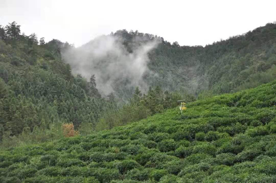 祁红:是祁门红茶的简称,原产地在中国安徽省祁门县,现在产区逐渐扩展