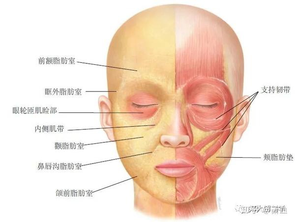 面部浅表脂肪和肌肉