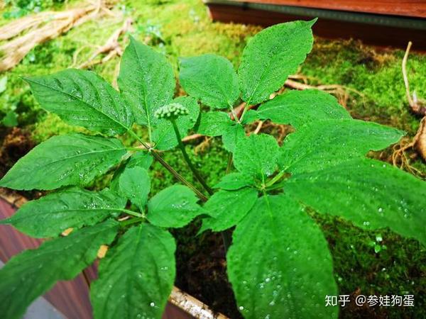 盆栽人参的基本种植常识很重要人参盆景可镇宅真没几个懂