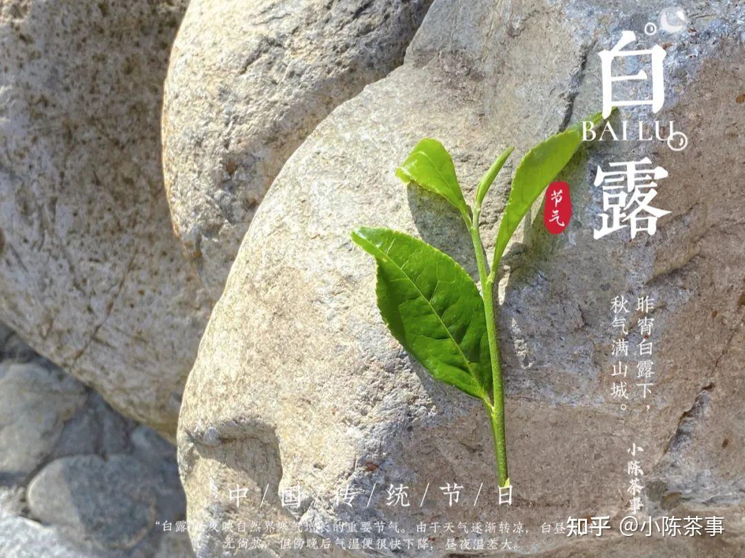 2021年的秋白茶无论白露茶秋分茶寒露茶都有哪些特征呢