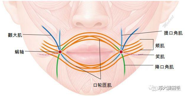 解剖学分析 口轮匝肌的周围共有24块肌肉, 控制嘴唇的运动.