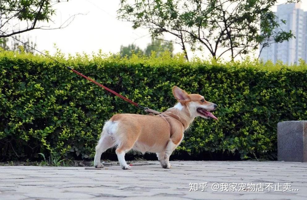 柯基犬最大多大标准的身长体重