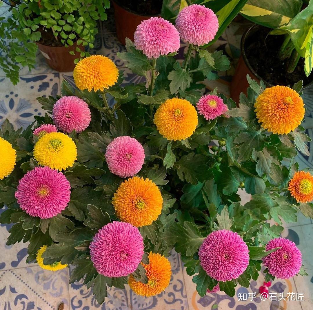 谁说菊花只在秋天开石头家的菊花现在就带着花苞