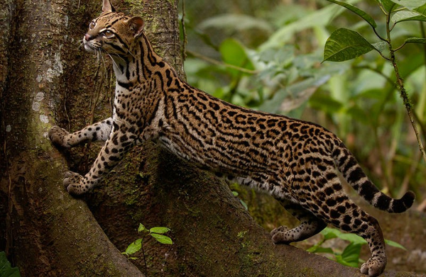 虎猫(ocelot)   长尾虎猫(margay) = marlot【同属混血】 资料较少