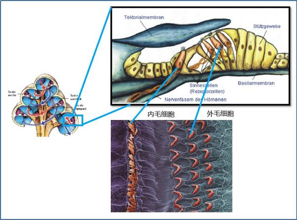 但我们只需要知道其中最重要的细胞结构是听毛细胞(也叫"耳毛细胞")
