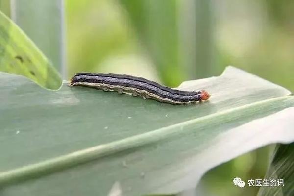 1粘虫