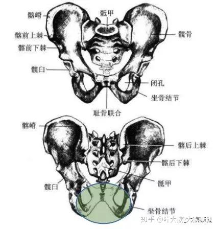 从"根骶疗法"看骨盆手法松解