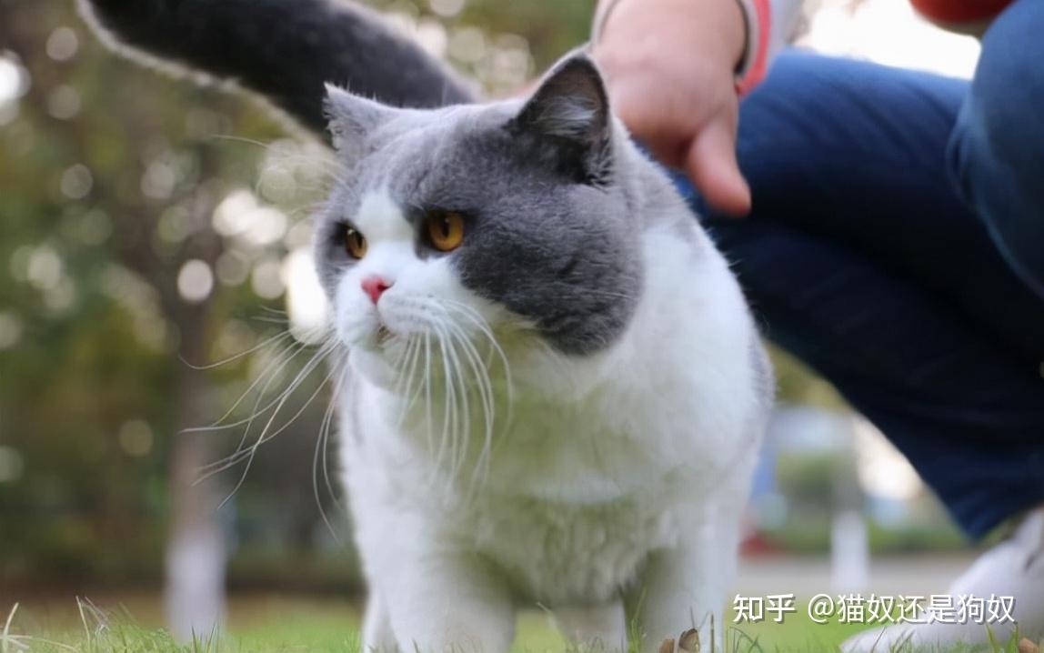 美短和英短这么相似为何美短的销量比不上英短呢