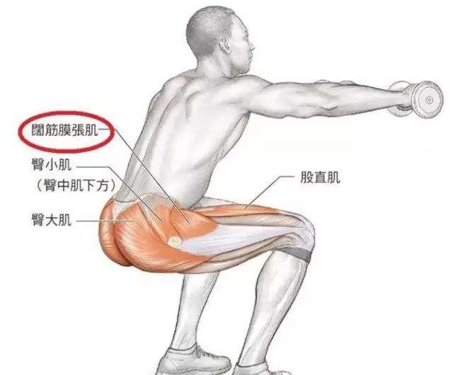 二. 阔筋膜张肌:是位于大腿上部前外侧哪肌肉.