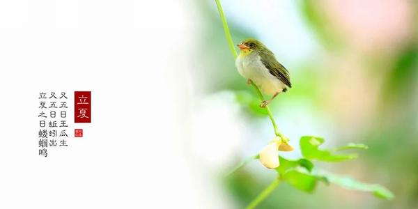 宋·曹豳 门外无人问落花, 绿阴冉冉遍天涯. 林莺啼