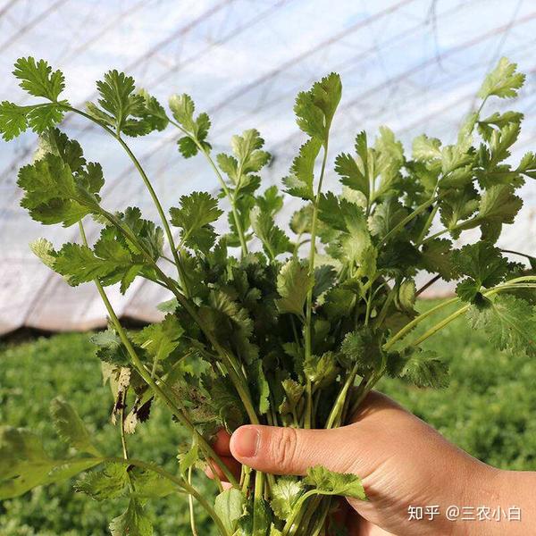 香菜治雀斑 zhuanlan.zhihu.com