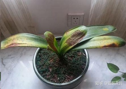往君子兰花盆里丢一点这个,叶子又绿又亮,一年开花两次图片