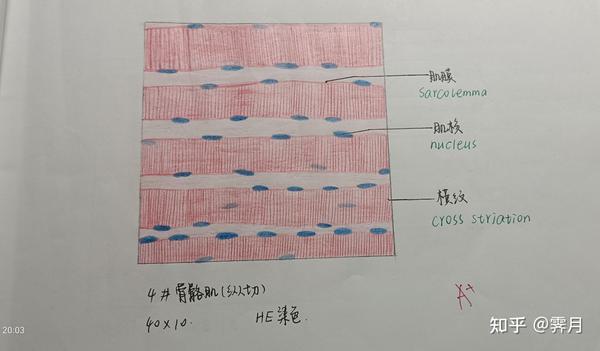 2.骨骼肌(纵切)