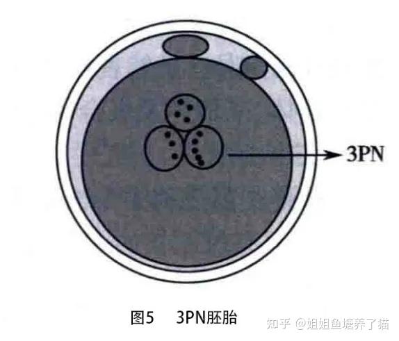 有助于鉴别孤雌激活的卵母细胞和正常的二倍体胚胎