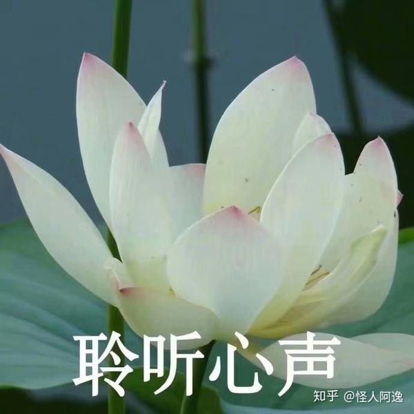 有哪些比较适合父母用的头像?