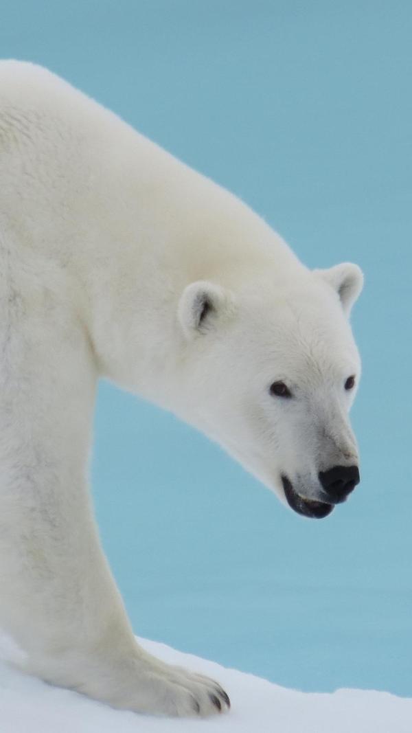 炫彩壁纸秀app |每日一组美图壁纸   动物世界之北极熊