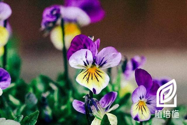 Viola Tricolor Var Hortensis