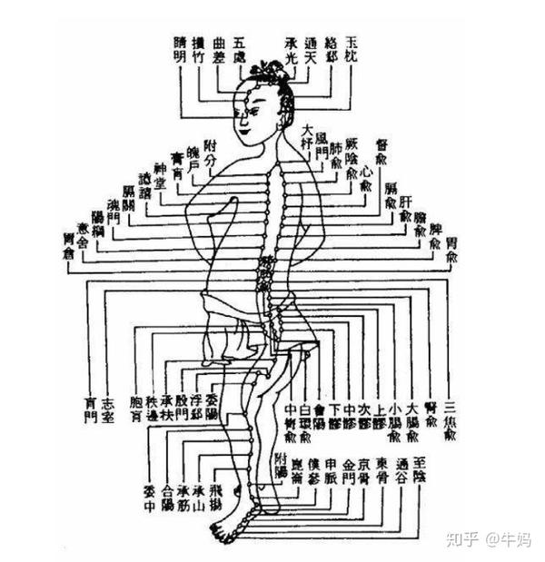 督脉属阳主温热,属于奇经八脉,运行元气,发源于小腹丹田,出会阴过肛门