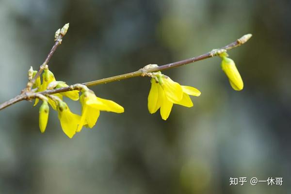 香蜜沉沉烬如霜里面的