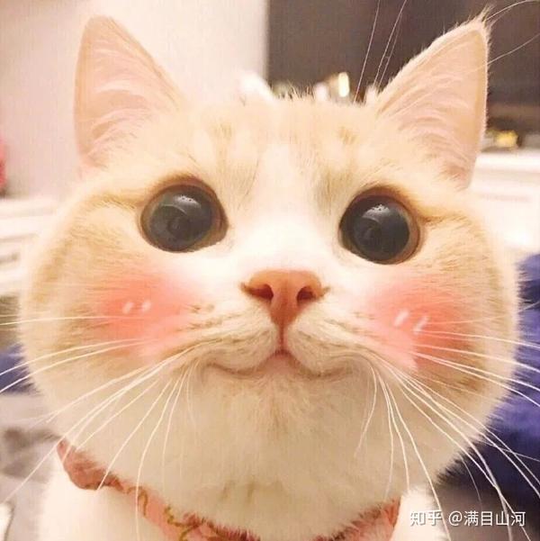 有没有什么可爱的微信头像?