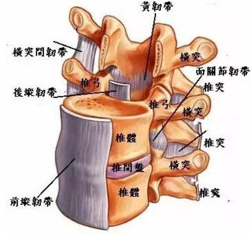 哪些运动可以锻炼腰背部肌肉,进而避免腰痛?