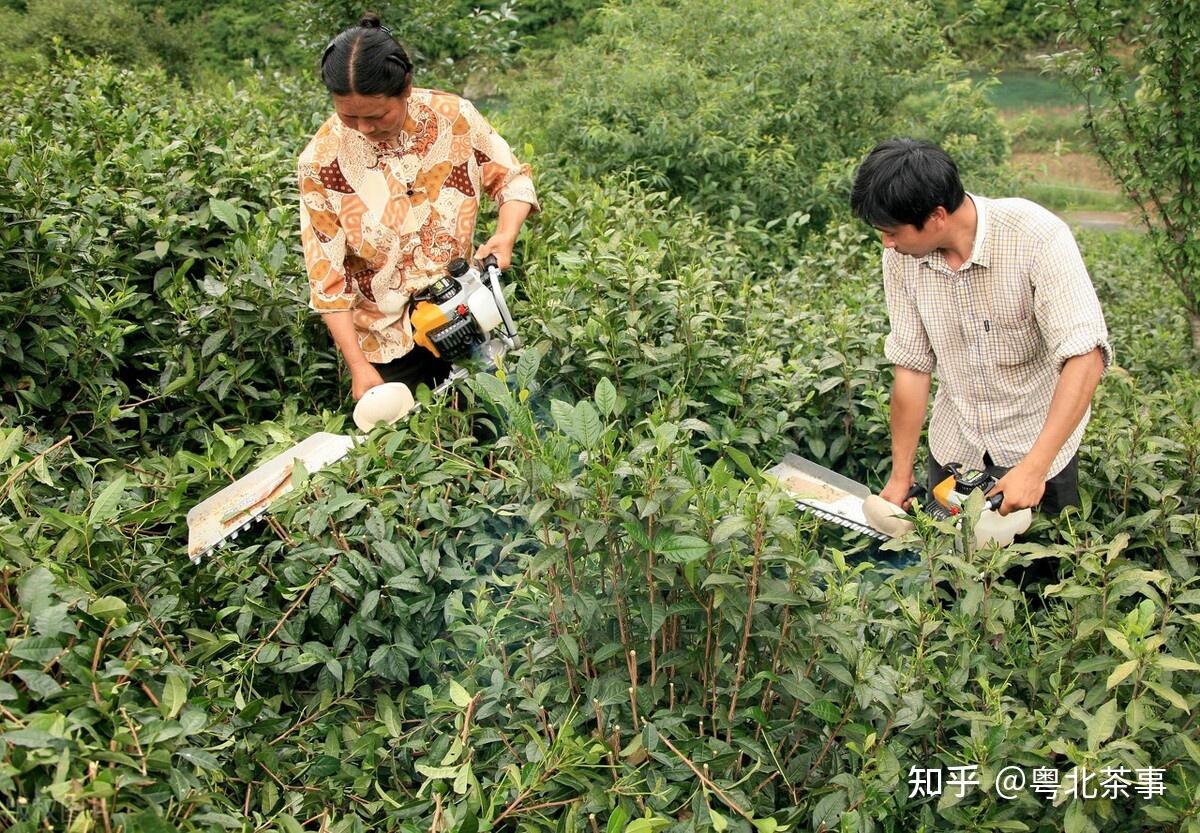 茶树修剪,可以把老叶子修剪掉,因为老叶子多的话,这个很难让新叶长