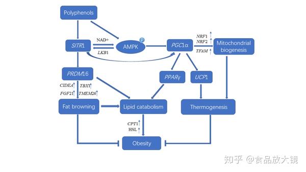 姜黄素通过ampk-sirt1-pgc1α通路引起"棕变"的可能机制