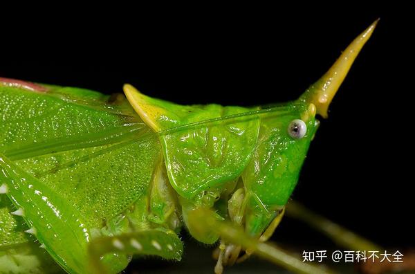 这也是一种肉食性的螽斯,生性凶猛,和前面提到的鬼王螽斯不相上下