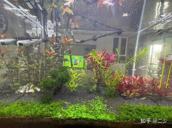 30cm水草缸三角造景:辣椒榕缸