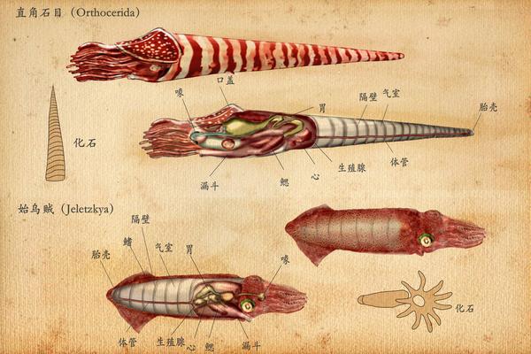 直角石和始乌贼的内部结构与比较,koishi绘于2020.11.