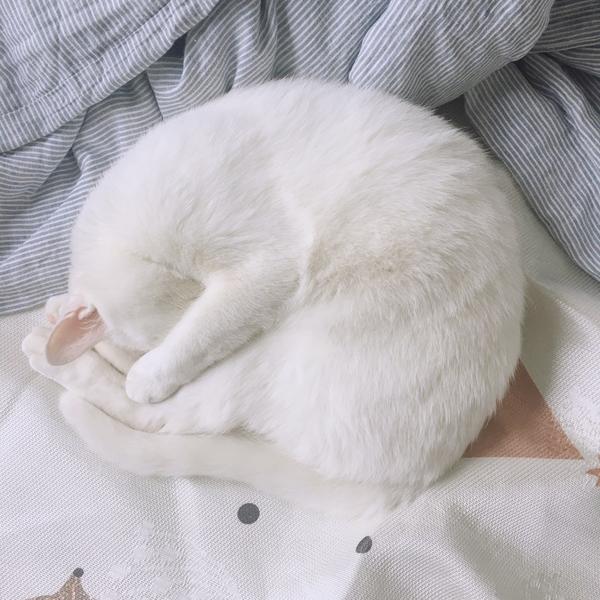 求猫睡觉时候团成圆的图片!