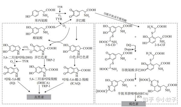 初中教案模板范文_初中数学八年级下册 教案表格模板_初中生物教案模板