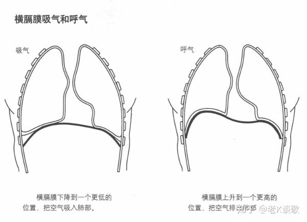唱歌时,并不是有意识地控制横膈膜,而是与其关联的肋骨和腹部肌肉在