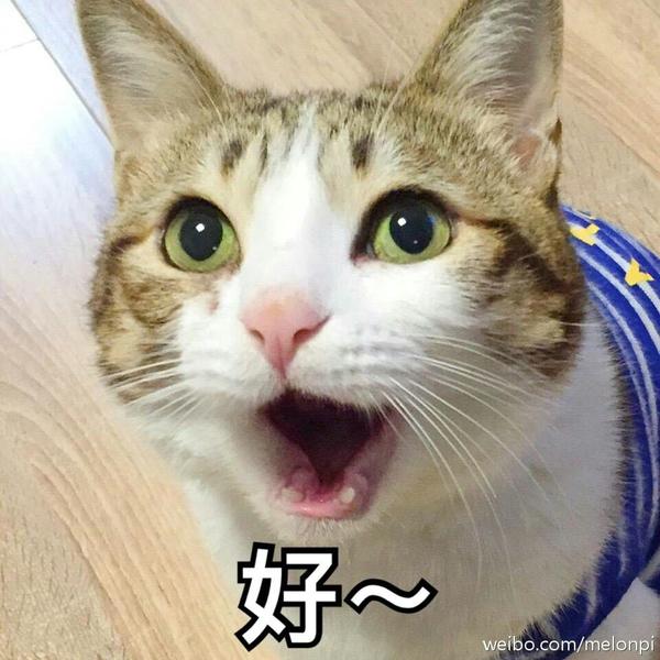 一只名叫瓜皮的猫