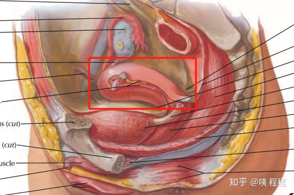 子宫的筋膜及韧带示意图,附奈特图谱下载链接