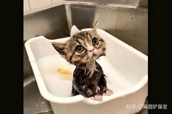 第一次给大猫洗澡能用沐浴露或是洗发水吗多久给猫洗澡我也没买什么猫