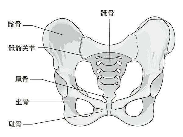 图2 骨盆前视图