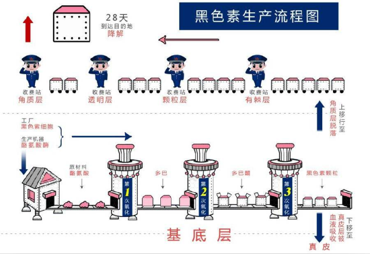 黑色素如何形成如何阻断黑色素