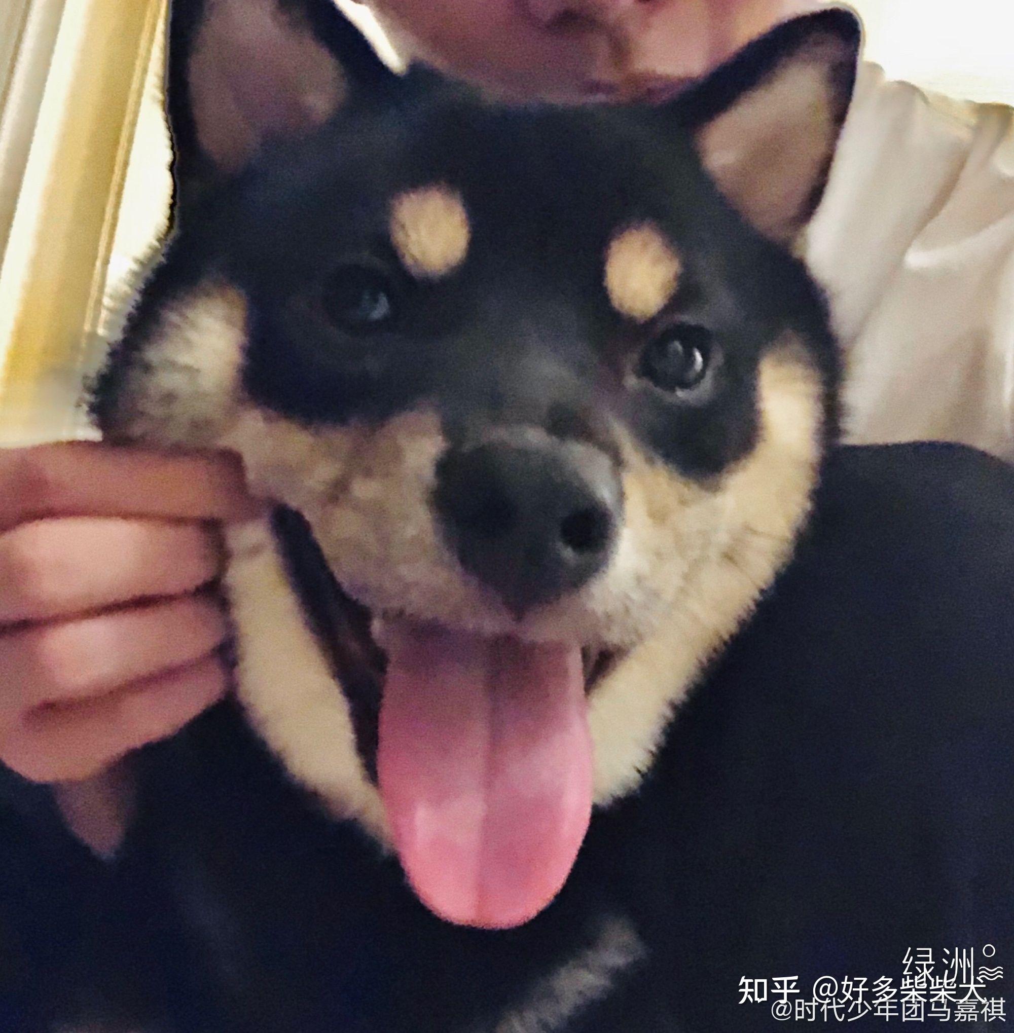 表情包要用柴犬!头像要用柴犬!也要养柴犬!