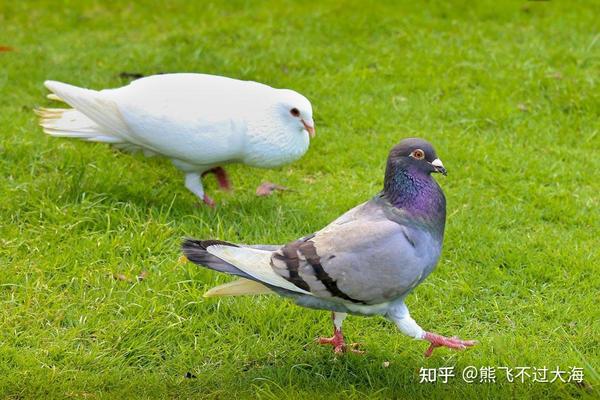 养宠经验鸽子水绿便人药怎么治